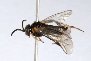  (Monophadnoides conspiculatus - USNMENT01734549)  @11 [ ] No Rights Reserved (2021) Smithsonian Institution, National Museum of Natural History Smithsonian Institution, National Museum of Natural History