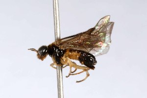  ( - USNMENT01734521)  @11 [ ] No Rights Reserved (2021) Smithsonian Institution, National Museum of Natural History Smithsonian Institution, National Museum of Natural History