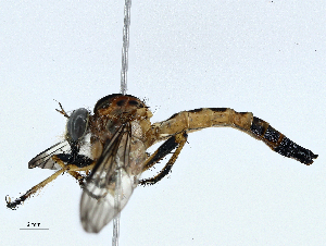  ( - CBG-A02897-G12)  @11 [ ] CreativeCommons - Attribution (2023) CBG Photography Group Centre for Biodiversity Genomics