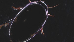  ( - Dytiscidae aff. freddana_ 22-03-2023)  @11 [ ] Unspecified (default): All Rights Reserved  Unspecified Unspecified