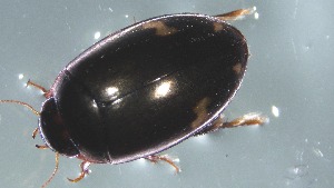  ( - Dytiscidae aff. freddana_ 22-03-2023)  @11 [ ] Unspecified (default): All Rights Reserved  Unspecified Unspecified