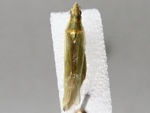  ( - BIOUG72936-F10)  @11 [ ] CreativeCommons - Attribution (2021) CBG Photography Group Centre for Biodiversity Genomics