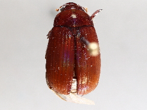  ( - BIOUG72957-F01)  @11 [ ] CreativeCommons - Attribution (2021) CBG Photography Group Centre for Biodiversity Genomics