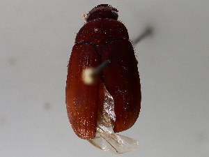  ( - BIOUG72957-F12)  @11 [ ] CreativeCommons - Attribution (2021) CBG Photography Group Centre for Biodiversity Genomics