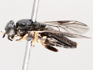  ( - BIOUG72959-H06)  @11 [ ] CreativeCommons - Attribution (2021) CBG Photography Group Centre for Biodiversity Genomics