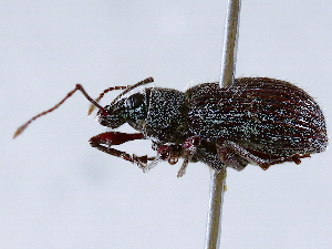  ( - BIOUG72963-G05)  @11 [ ] CreativeCommons - Attribution (2021) CBG Photography Group Centre for Biodiversity Genomics