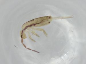  ( - BIOUG74544-A10)  @11 [ ] CreativeCommons - Attribution (2021) Centre for Biodiversity Genomics Centre for Biodiversity Genomics