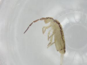  ( - BIOUG74548-H06)  @11 [ ] CreativeCommons - Attribution (2021) Centre for Biodiversity Genomics Centre for Biodiversity Genomics