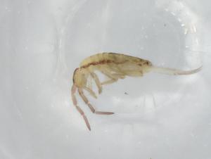  ( - BIOUG74551-E10)  @11 [ ] CreativeCommons - Attribution (2021) Centre for Biodiversity Genomics Centre for Biodiversity Genomics