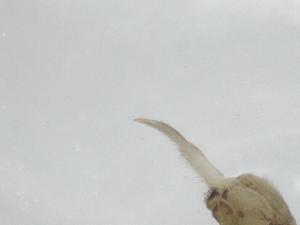  ( - BIOUG74551-E12)  @11 [ ] CreativeCommons - Attribution (2021) Centre for Biodiversity Genomics Centre for Biodiversity Genomics