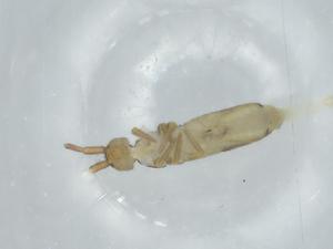  ( - BIOUG74609-E09)  @11 [ ] CreativeCommons - Attribution (2021) Centre for Biodiversity Genomics Centre for Biodiversity Genomics