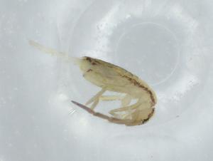  ( - BIOUG74609-E10)  @11 [ ] CreativeCommons - Attribution (2021) Centre for Biodiversity Genomics Centre for Biodiversity Genomics