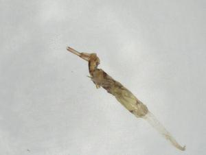  ( - BIOUG74614-A02)  @11 [ ] CreativeCommons - Attribution (2021) Centre for Biodiversity Genomics Centre for Biodiversity Genomics