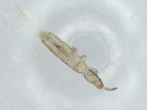  ( - BIOUG74618-C08)  @11 [ ] CreativeCommons - Attribution (2021) Centre for Biodiversity Genomics Centre for Biodiversity Genomics