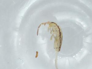  ( - BIOUG74623-F12)  @11 [ ] CreativeCommons - Attribution (2021) Centre for Biodiversity Genomics Centre for Biodiversity Genomics