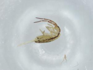  ( - BIOUG74627-B09)  @11 [ ] CreativeCommons - Attribution (2021) Centre for Biodiversity Genomics Centre for Biodiversity Genomics