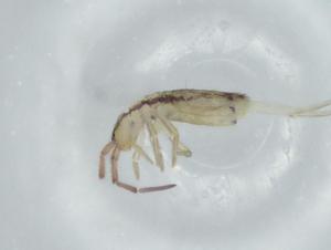  ( - BIOUG74634-F07)  @11 [ ] CreativeCommons - Attribution (2021) Centre for Biodiversity Genomics Centre for Biodiversity Genomics