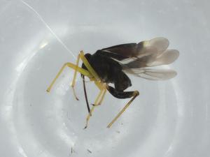  ( - BIOUG74645-G04)  @11 [ ] CreativeCommons - Attribution (2021) Centre for Biodiversity Genomics Centre for Biodiversity Genomics