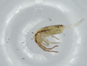  ( - BIOUG74647-D06)  @11 [ ] CreativeCommons - Attribution (2021) Centre for Biodiversity Genomics Centre for Biodiversity Genomics