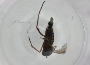  ( - BIOUG74649-A09)  @11 [ ] CreativeCommons - Attribution (2021) Centre for Biodiversity Genomics Centre for Biodiversity Genomics