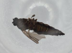  ( - BIOUG74649-C11)  @11 [ ] CreativeCommons - Attribution (2021) Centre for Biodiversity Genomics Centre for Biodiversity Genomics