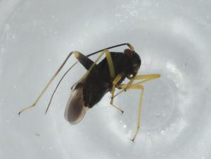  ( - BIOUG75296-G06)  @11 [ ] CreativeCommons - Attribution (2021) Centre for Biodiversity Genomics Centre for Biodiversity Genomics