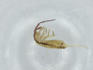  ( - BIOUG75297-B04)  @11 [ ] CreativeCommons - Attribution (2021) Centre for Biodiversity Genomics Centre for Biodiversity Genomics