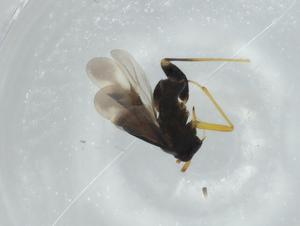  ( - BIOUG75300-F08)  @11 [ ] CreativeCommons - Attribution (2021) Centre for Biodiversity Genomics Centre for Biodiversity Genomics