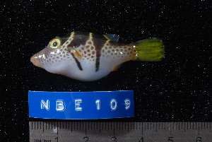  (Canthigaster valentini - NBE0109)  @14 [ ] No Rights Reserved  Unspecified Unspecified