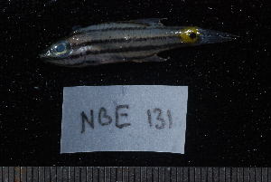  ( - NBE0131)  @12 [ ] No Rights Reserved  Unspecified Unspecified