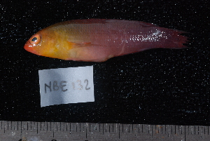  ( - NBE0132)  @12 [ ] No Rights Reserved  Unspecified Unspecified