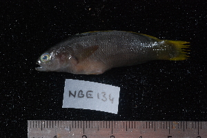  ( - NBE0134)  @12 [ ] No Rights Reserved  Unspecified Unspecified