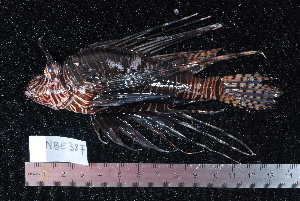  (Pterois miles - NBE0387)  @14 [ ] No Rights Reserved  Unspecified Unspecified