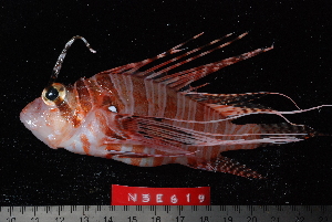  (Pterois antennata - NBE0619)  @15 [ ] No Rights Reserved  Unspecified Unspecified