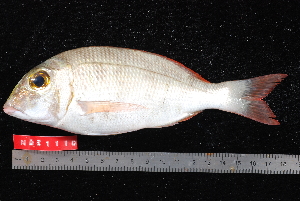  (Lethrinus mahsena - NBE1110)  @14 [ ] No Rights Reserved  Unspecified Unspecified