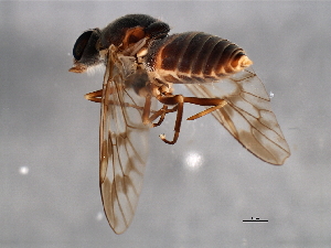  (Athericidae - AY165650)  @14 [ ] CreativeCommons - Attribution (2009) CBG Photography Group Centre for Biodiversity Genomics