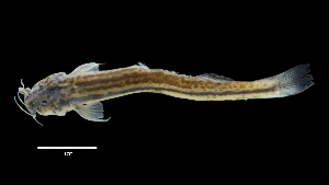  ( - 0857-STB_SBCH-08-77)  @11 [ ] Copyright (2019) Alejandro Mendez Lopez Instituto de Investigacion de Recursos Biologicos Alexander von Humboldt
