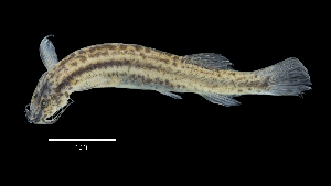  ( - 0824-STB_SBCH-10-44)  @11 [ ] Copyright (2019) Alejandro Mendez Lopez Instituto de Investigacion de Recursos Biologicos Alexander von Humboldt