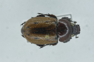  (Cyclocephala porioni - QCAZI_235168)  @11 [ ] CC-BY-NC-ND (2024) QCAZ Pontificia Universidad Católica del Ecuador