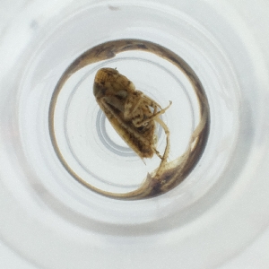  ( - CAMP_027_B11)  @11 [ ] by  Genome Research Ltd as Wellcome Sanger Institute Genome Research Limited operating as Wellcome Sanger Institute