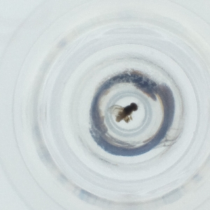  ( - CAMP_063_D4)  @11 [ ] by  Genome Research Ltd as Wellcome Sanger Institute Genome Research Limited operating as Wellcome Sanger Institute