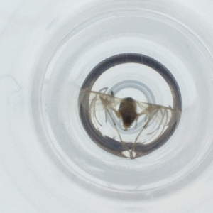  ( - CAMP_070_D3)  @11 [ ] by  Genome Research Ltd as Wellcome Sanger Institute Genome Research Limited operating as Wellcome Sanger Institute