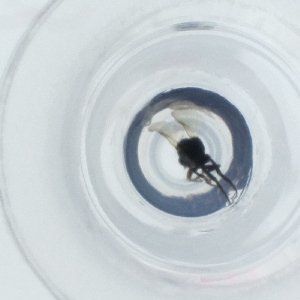  (Diplonevra pilosella - CAMP_073_H9)  @11 [ ] by  Genome Research Ltd as Wellcome Sanger Institute Genome Research Limited operating as Wellcome Sanger Institute