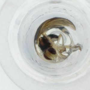  ( - CAMP_074_D9)  @11 [ ] by  Genome Research Ltd as Wellcome Sanger Institute Genome Research Limited operating as Wellcome Sanger Institute