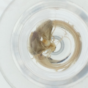  ( - CAMP_076_E3)  @11 [ ] by  Genome Research Ltd as Wellcome Sanger Institute Genome Research Limited operating as Wellcome Sanger Institute