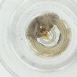  ( - CAMP_077_A5)  @11 [ ] by  Genome Research Ltd as Wellcome Sanger Institute Genome Research Limited operating as Wellcome Sanger Institute