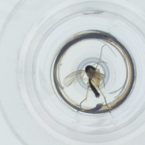  ( - CAMP_078_D9)  @11 [ ] by  Genome Research Ltd as Wellcome Sanger Institute Genome Research Limited operating as Wellcome Sanger Institute