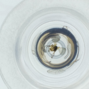  ( - CAMP_079_G1)  @11 [ ] by  Genome Research Ltd as Wellcome Sanger Institute Genome Research Limited operating as Wellcome Sanger Institute