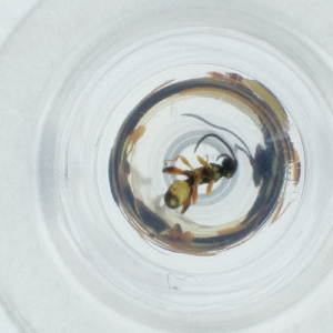  ( - CAMP_080_F1)  @11 [ ] by  Genome Research Ltd as Wellcome Sanger Institute Genome Research Limited operating as Wellcome Sanger Institute