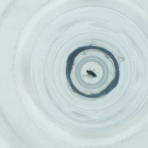  ( - CAMP_081_B10)  @11 [ ] by  Genome Research Ltd as Wellcome Sanger Institute Genome Research Limited operating as Wellcome Sanger Institute